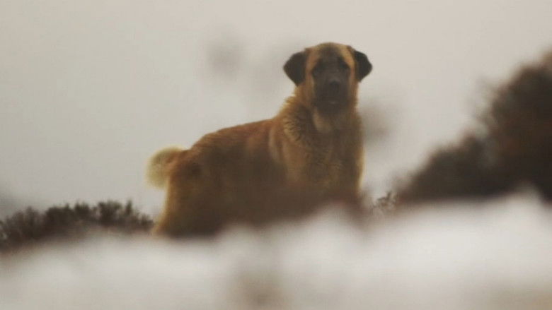 кадр из фильма Salvajes, El Cuento Del Lobo