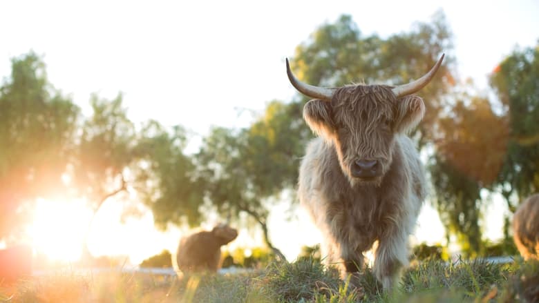 кадр из фильма The Biggest Little Farm: The Return