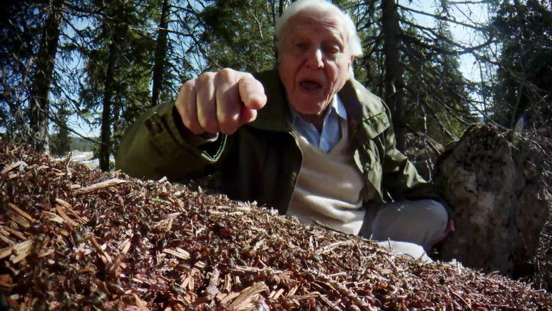 кадр из фильма Муравьиная гора с Дэвидом Аттенборо