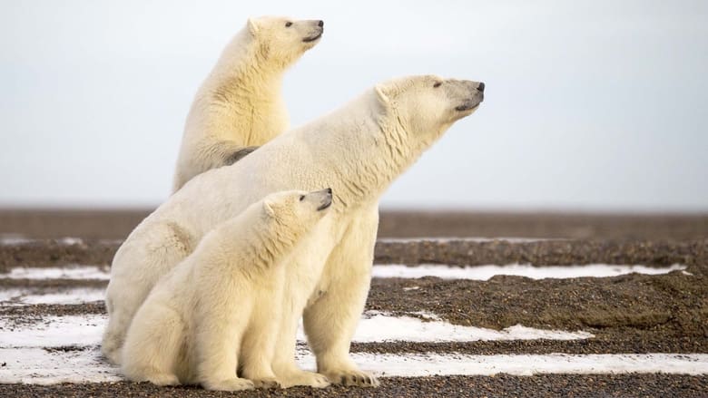 L'Année de l'ours