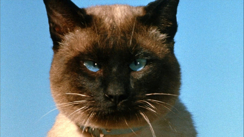 кадр из фильма Невероятное путешествие