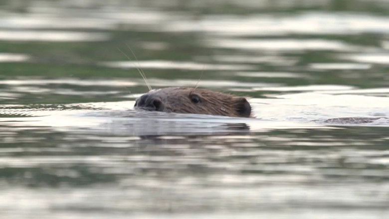 Le cas du castor