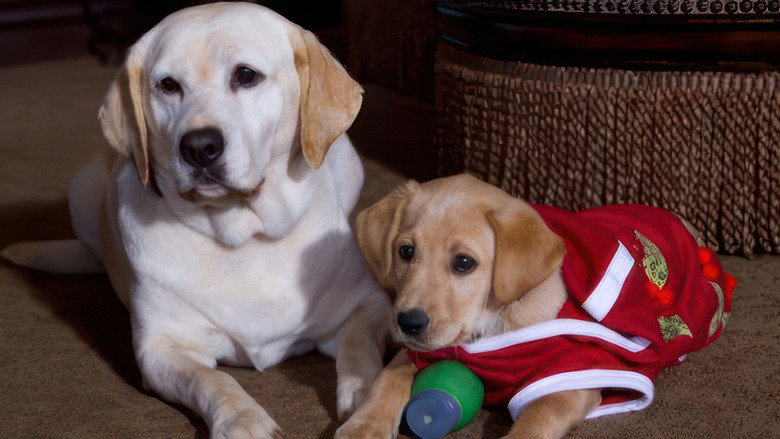 кадр из фильма The Dog Who Saved the Holidays