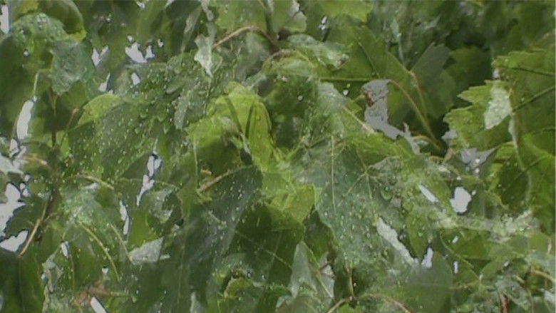 кадр из фильма fors fortuna