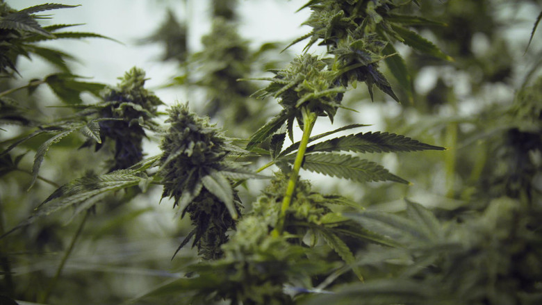 кадр из фильма Cannabis illégal