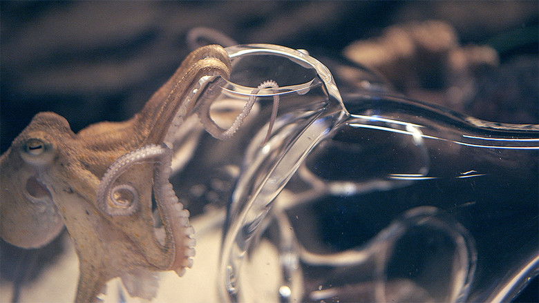 кадр из фильма Haemocyanin