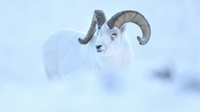 кадр из фильма Yukon : Un rêve blanc