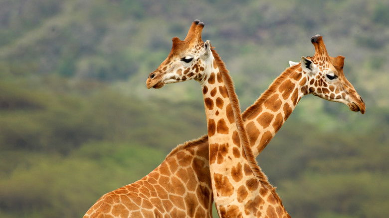 кадр из фильма Giraffe: African Giant