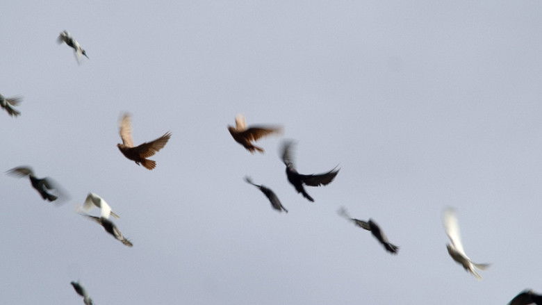 кадр из фильма Голубівники Києва