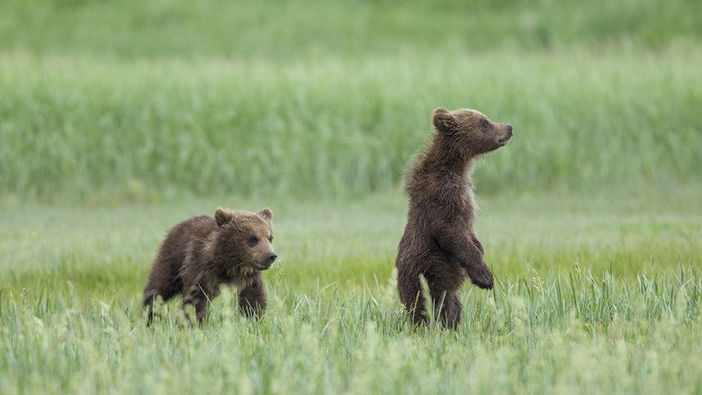 кадр из фильма Медведи