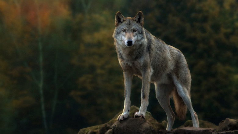 Il sentiero dei lupi