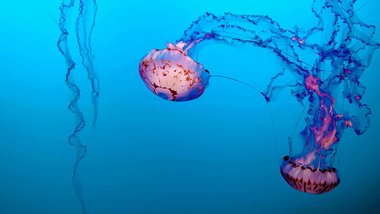 кадр из фильма Méduses les souveraines des océans