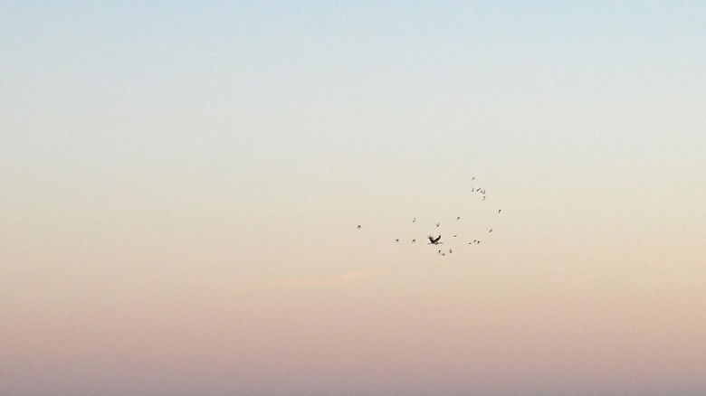 кадр из фильма La visita de un pájaro