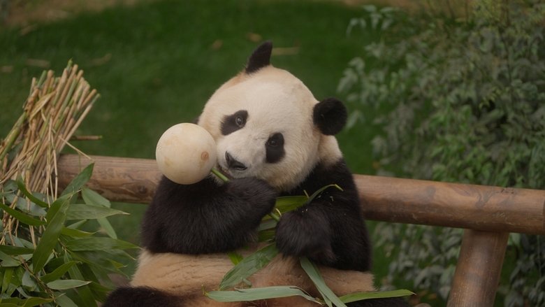 кадр из фильма Мой друг панда