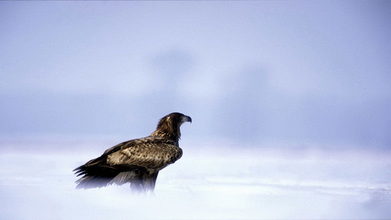 Орлы: короли небес