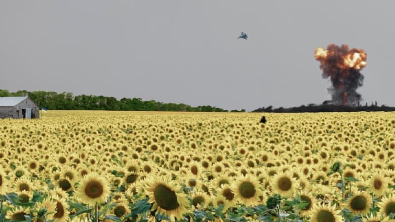 кадр из фильма As the Sunflower Whispers