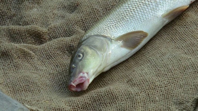 кадр из фильма Zlatí úhoři