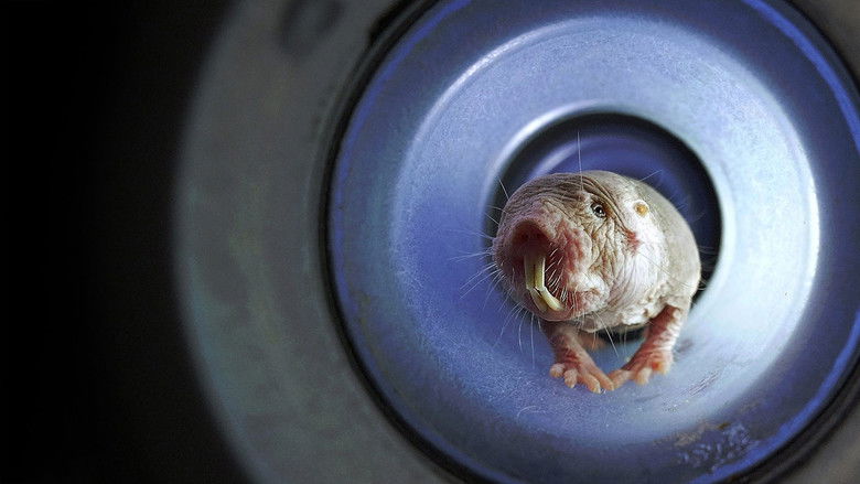 Naked Mole Rats