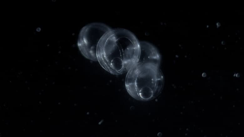 кадр из фильма Palingdans