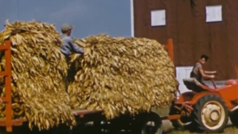 кадр из фильма Le tabac jaune du Québec