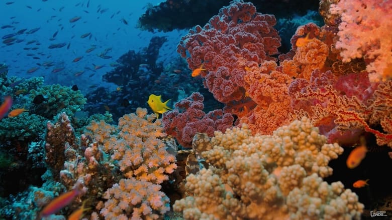 кадр из фильма Coral Reef Adventure