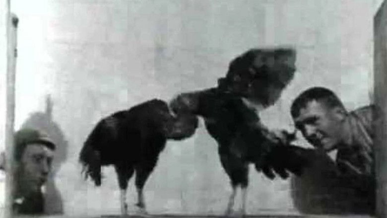 кадр из фильма Cock Fight, No. 2