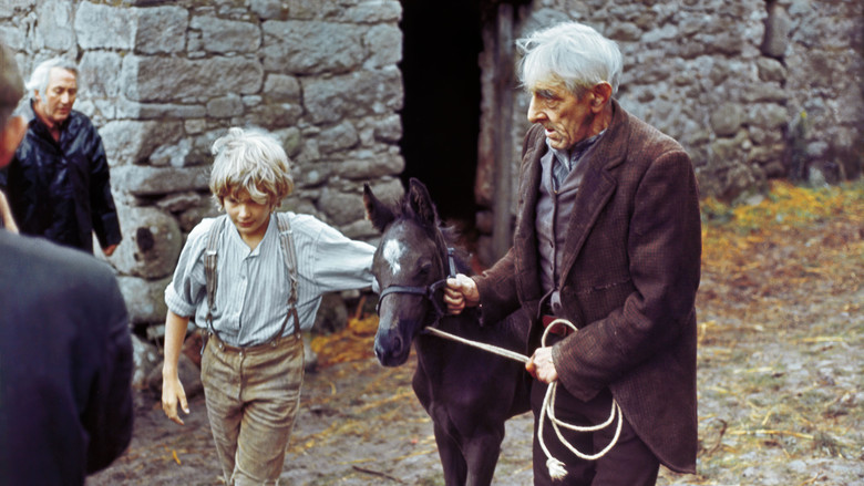 кадр из фильма Чёрный Красавчик