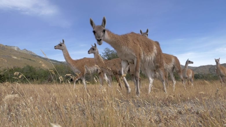 кадр из фильма Parque Patagonia