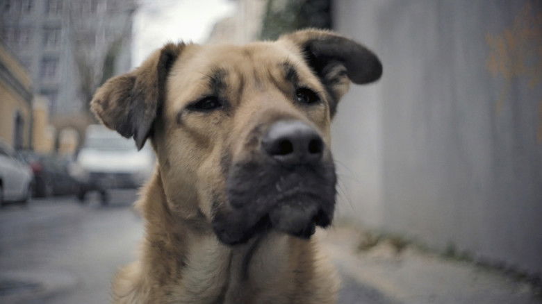 кадр из фильма Stray