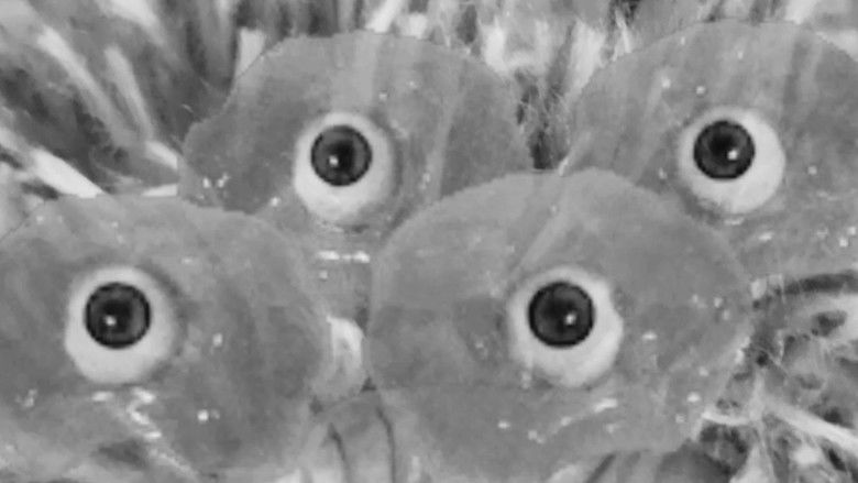 кадр из фильма Fúria AsSISSIna