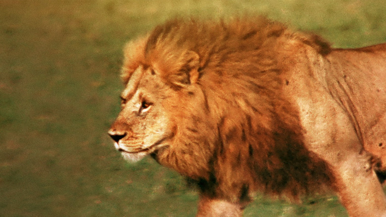 кадр из фильма The African Lion