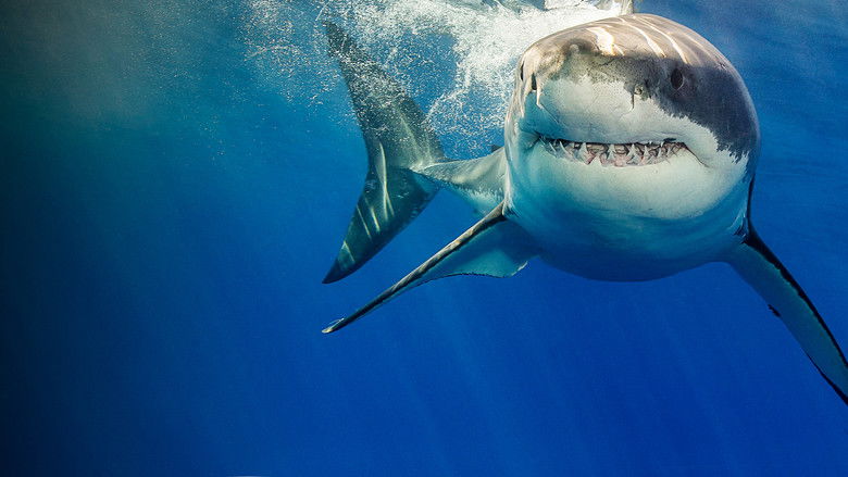 кадр из фильма What the Shark?