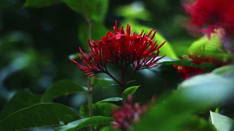 кадр из фильма Dongoo