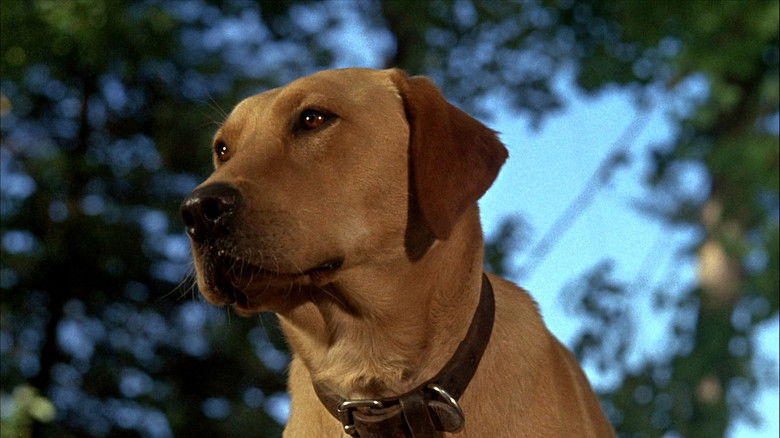 кадр из фильма Невероятное путешествие