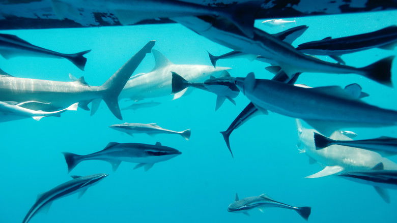 кадр из фильма Царство больших акул