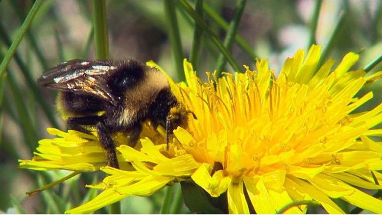 кадр из фильма Bieffekten