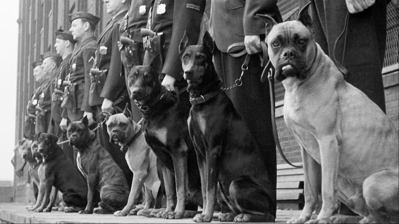 кадр из фильма Bêtes de guerre