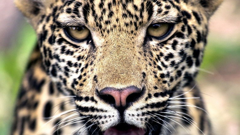 South Africa: Cradle of Killers