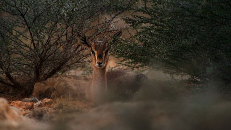 кадр из фильма هورايزن