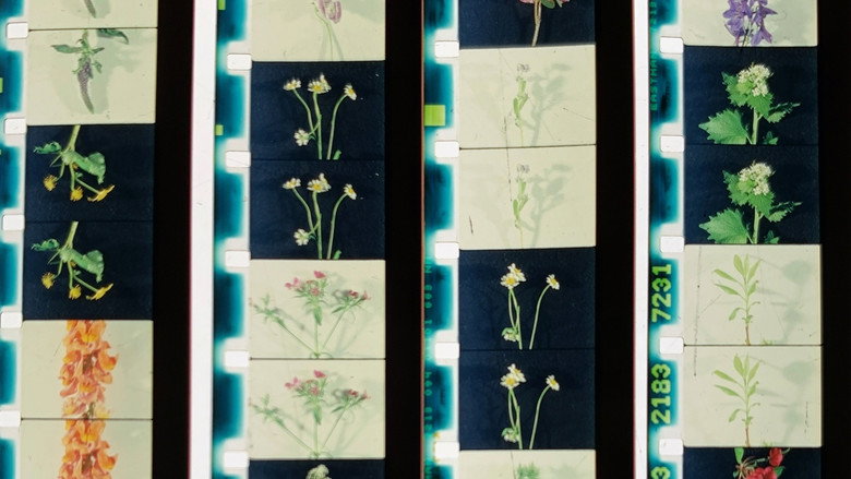 кадр из фильма Lover, Lovers, Loving, Love