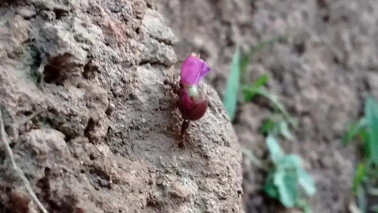 кадр из фильма TRABALHO