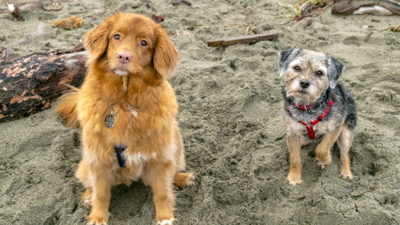 кадр из фильма Walking the Dog