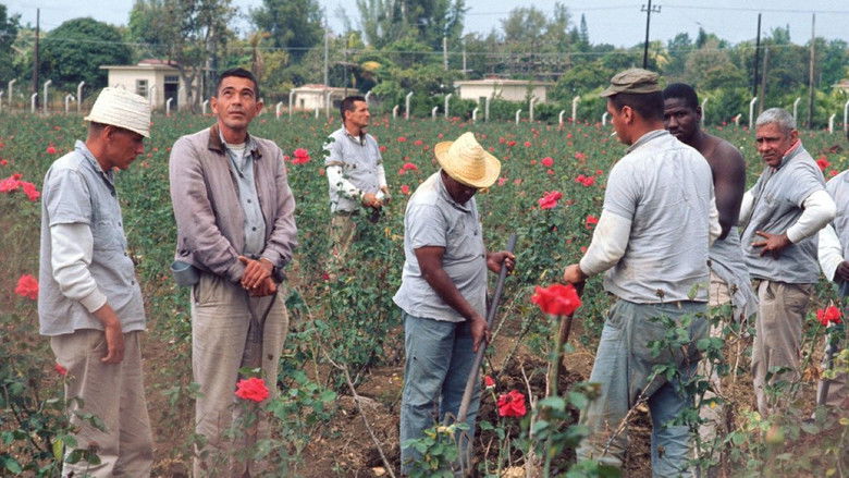 кадр из фильма Waiting for Fidel