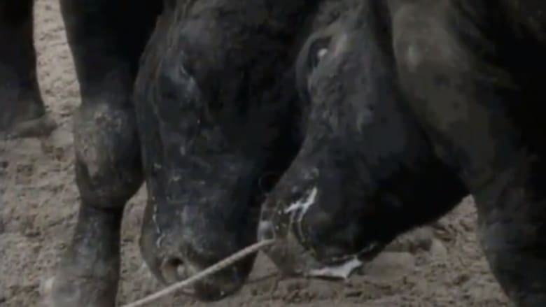 кадр из фильма Bullfight in Okinawa