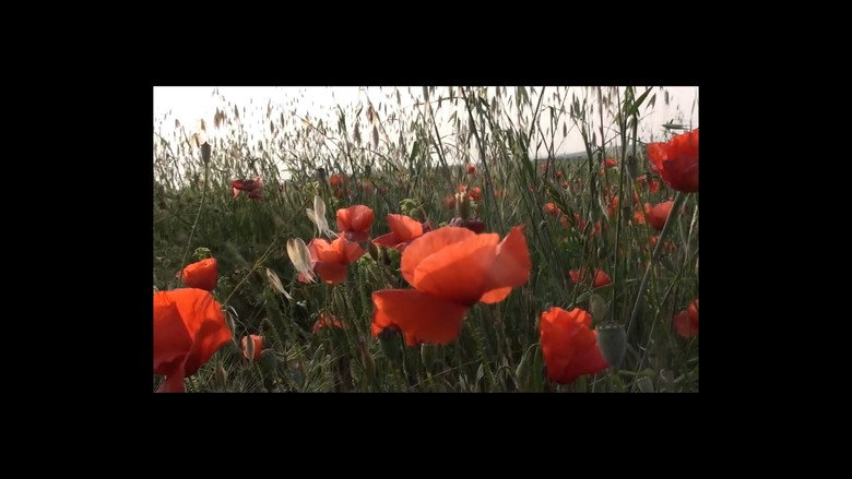 кадр из фильма Vogliamo Una Vita Bella