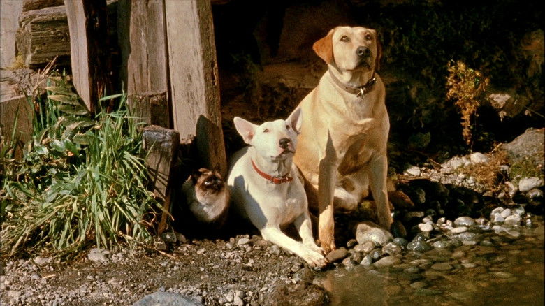 кадр из фильма Невероятное путешествие