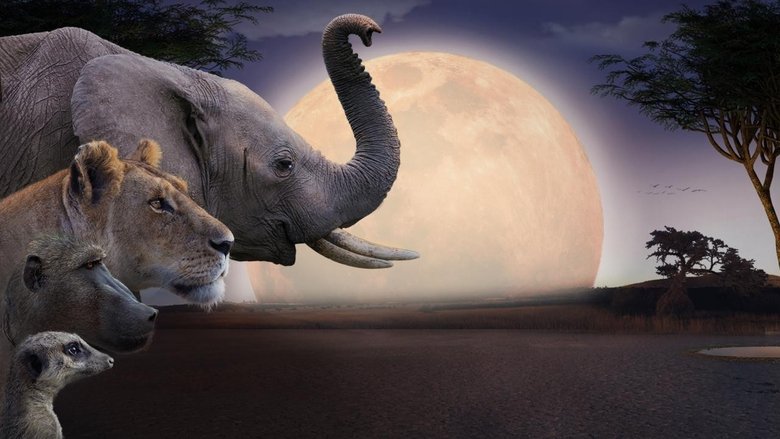 кадр из фильма Kalahari, l'autre loi de la jungle