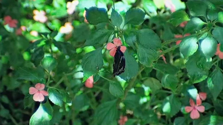 кадр из фильма Невиновность