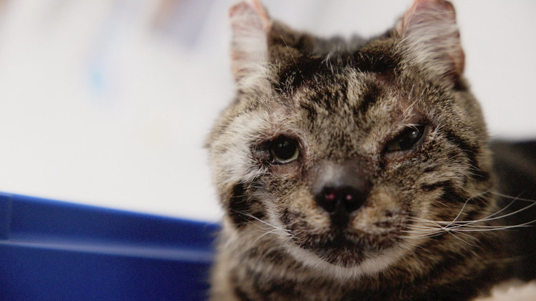 кадр из фильма Fire Cat