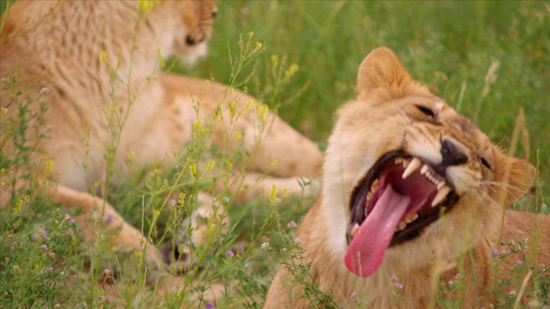 кадр из фильма Lion Ark